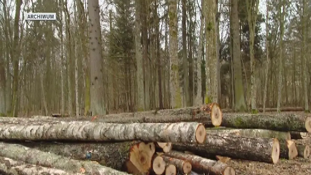 Wycinka w Puszczy Białowieskiej ruszyła w 2016 roku