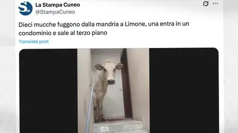 krowa la stampa