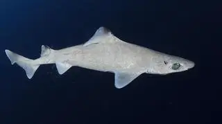 Rekin z rodziny Centrophoridae