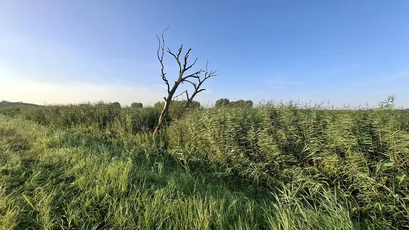 Statki popłyną, a na brzegu i pod wodą rozegra się dramat? Zalew Wiślany jak planeta w soczewce