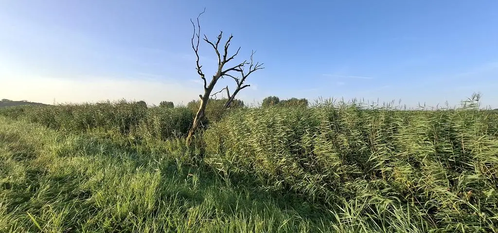 Fale zniszczą gniazda i zatopią pisklęta. W wodzie będą się dusiły ryby
