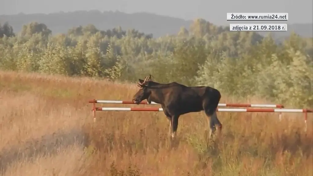 Łosie spacerujące przy drodze S7 w pobliżu miejscowości Kiezmark