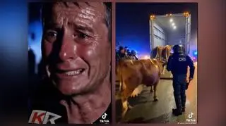 "Policja konfiskuje bydło rolnikowi". Ale nie temu i nie te krowy