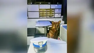 Dwa owczarki same na drodze ekspresowej