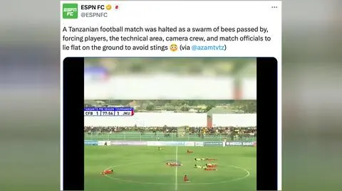 Padli na ziemię. Rój pszczół przerwał mecz