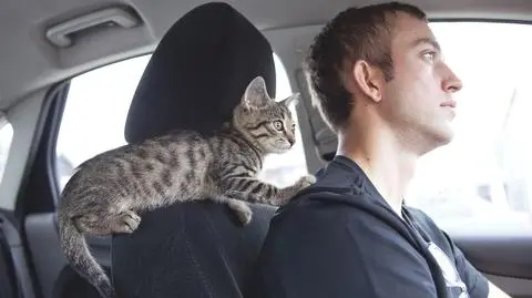 Kot wskoczył mu na ramię. Kierowca spowodował wypadek, teraz odpowie przed sądem