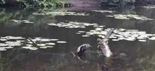 Czapla zaplątała się w żyłkę 