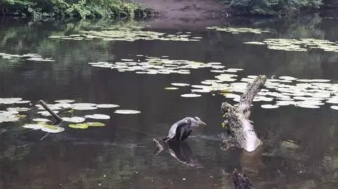 Czapla zaplątała się w żyłkę 