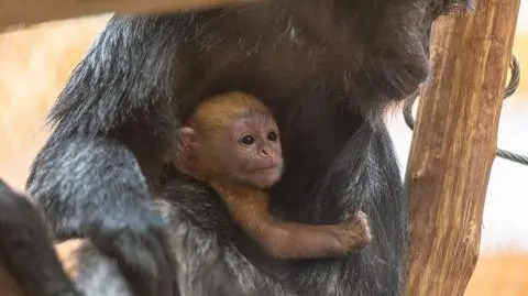 W zoo urodziła się małpka z gatunku zagrożonego wyginięciem
