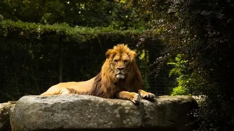 Lew uciekł z podpraskiego zoo