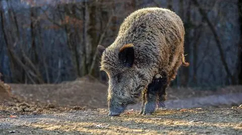 Ogromne pieniądze dla myśliwych. Czy taka walka z ASF ma sens?