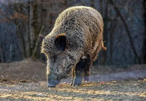Drastyczna redukcja, miliony za strzelanie
