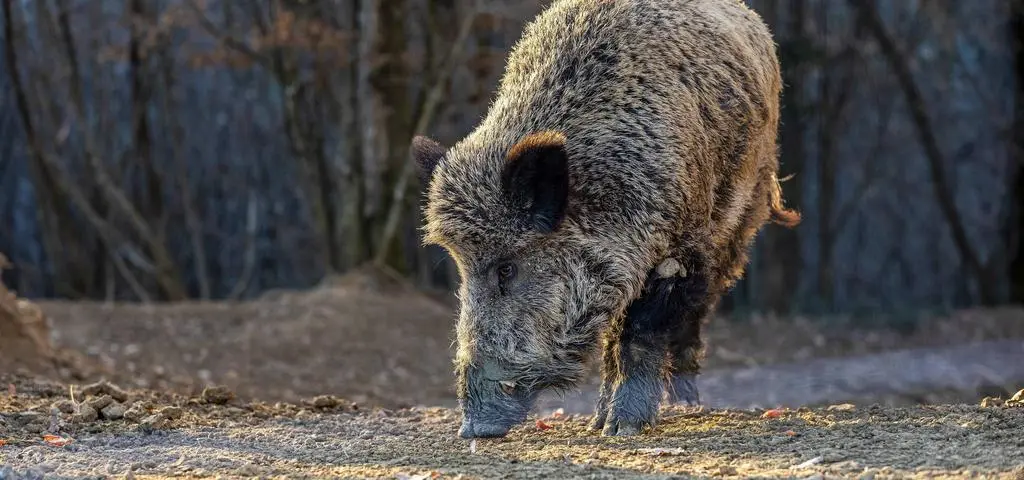 Ogromne pieniądze dla myśliwych. Czy taka walka z ASF ma sens?