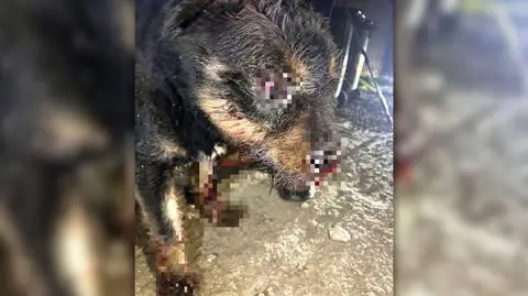 Pies był bity metalowym kątownikiem