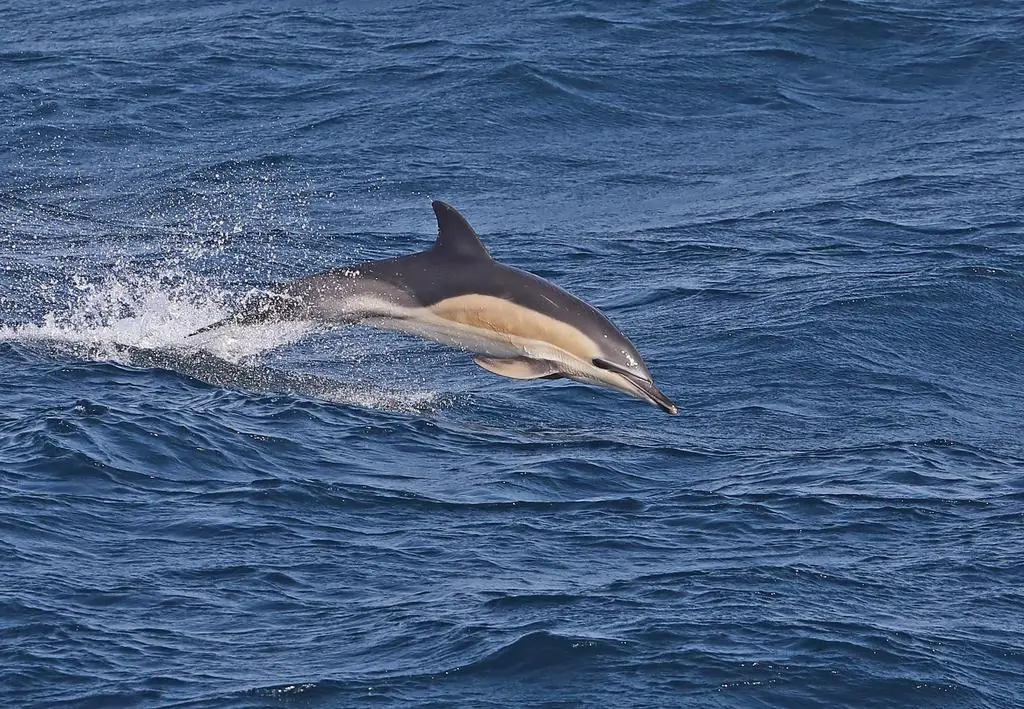 Delfin zwyczajny