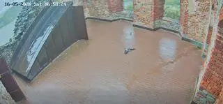 Nurogęsi na zamku w Czorsztynie