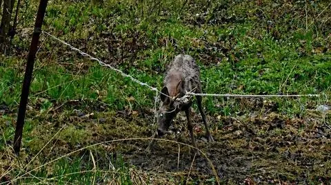 Jelonek zaplątany w sznurki