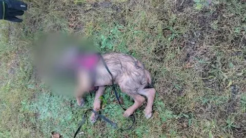Piesek znajdował się w pojemniku przenośnej toalety