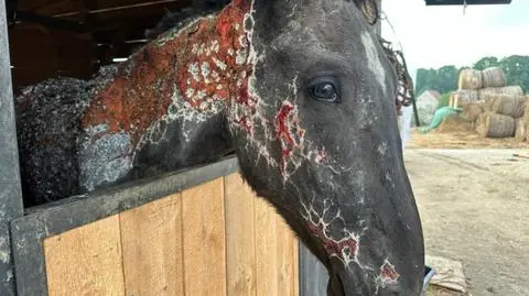 Ognik po pożarze przeżył męczarnię. Zanim zmarł, leczyli go herbatą, ziołami i homeopatią