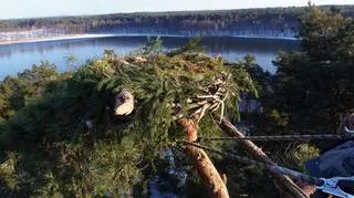 Przygotowywanie gniazda ptaków