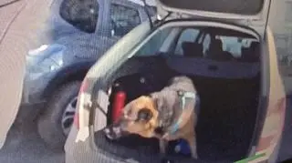 Owczarek był zamknięty przez cztery godziny. Szyby auta były zaparowane