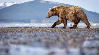 Wyszli na szlak, pogryzł ich niedźwiedź