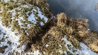 Ślady, które zostawiają bobry