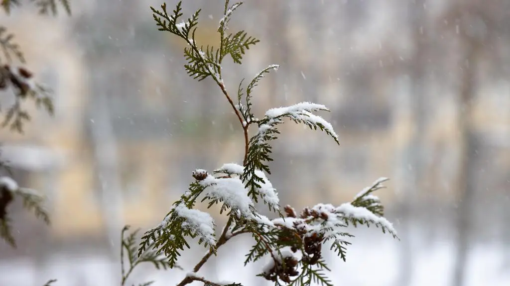 Wracają zimowe opady. Gdzie i kiedy spadnie śnieg