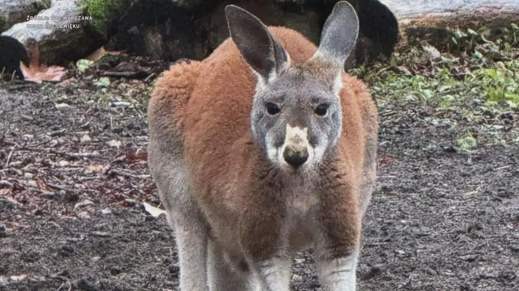 Klatka kluczowa-93982