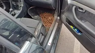 W samochodzie znaleziono kolce do przebijania opon pościgu