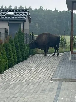Żubr uciekł z prywatnej hodowli pod Poznaniem