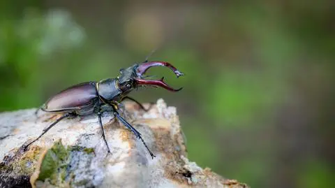 Jelonek rogacz (lucanus cervus)
