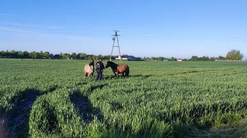 Radziejów. Konie uciekły