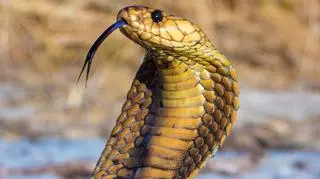 Turysta oglądał pokaz węży, nie żyje