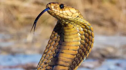 kobra shutterstock_1280129878