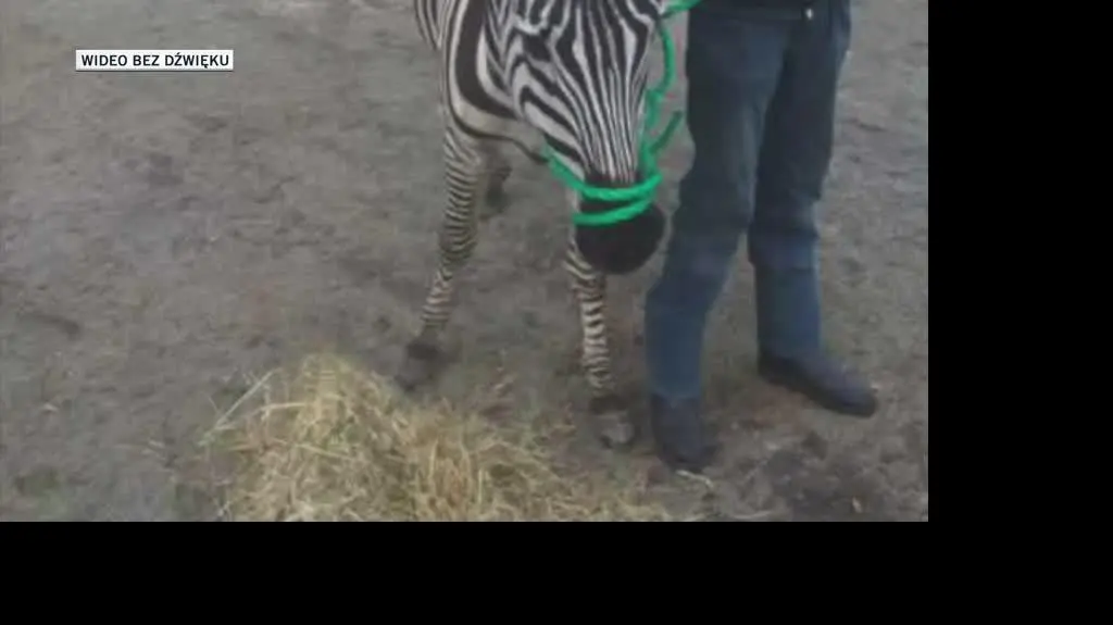 zebra
