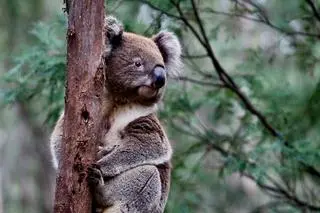 Koala australijski (Phascolarctos cinereus) - zdj. ilustracyjne