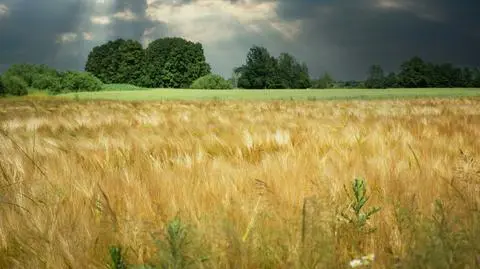 Ciemne chmury w prognozie na Boże Ciało. Co przyniesie długi weekend
