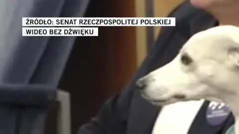 pieski
