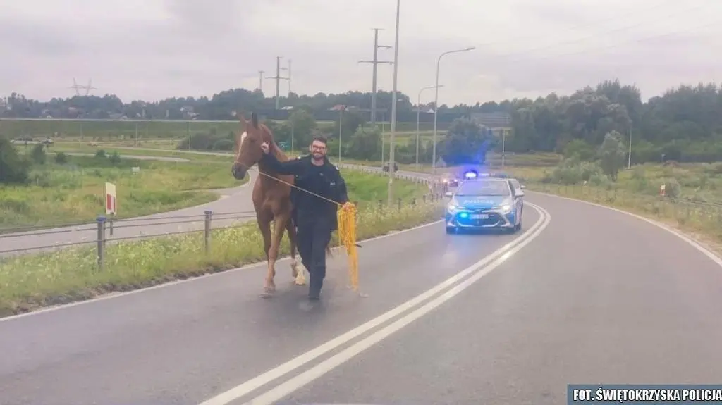 Po kilku godzinach odnaleziono właściciela zwierzęcia