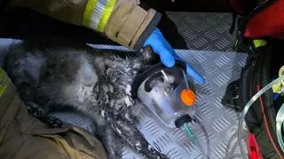 Strażacy ratują kota