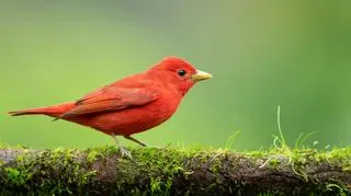 Piranga pąsowa (łac. Piranga rubra)