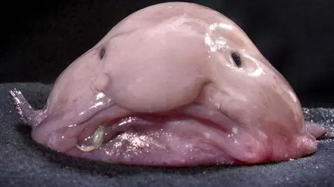 Blobfish