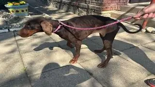 Doberman przez dwa tygodnie błąkał się po wsi