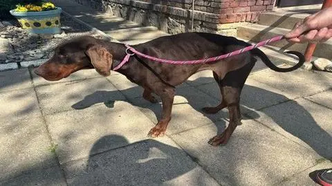 Doberman przez dwa tygodnie błąkał się po wsi