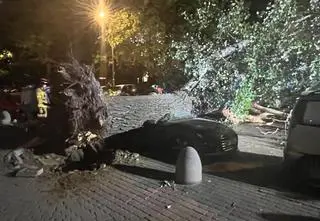 Nie było wiatru, drzewo runęło i zmiażdżyło samochód