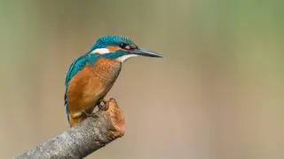 Zimorodek (Alcedo atthis)