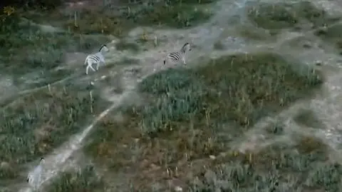 0704_wars_wegry_zebry