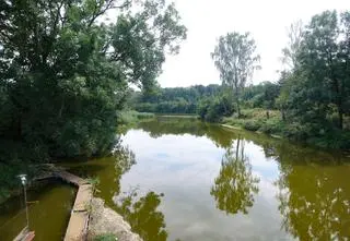 Zakaz korzystania z rzeki. Powodem złota alga