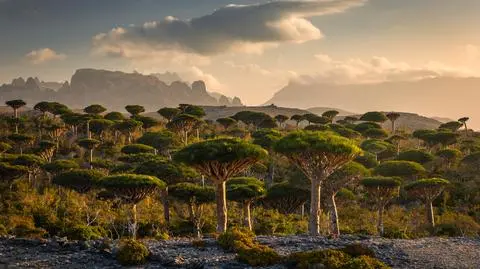 Socotra Sokotra